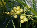 Acacia retinodes