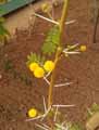 Acacia seyal