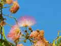 Albizia julibrissin