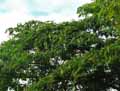 Albizia julibrissin