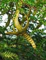 Albizia julibrissin
