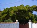 Albizia julibrissin