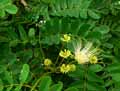 Albizia lebbeck