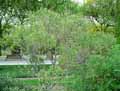 Amorpha canescens