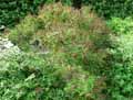 Amorpha canescens