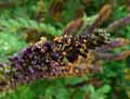 Amorpha canescens