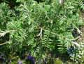 Amorpha nana