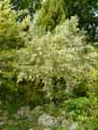 Fabaceae-Anthyllis-barba-jovis-Barbe-de-Jupiter.jpg