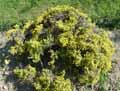 Anthyllis hermanniae