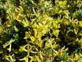 Anthyllis hermanniae
