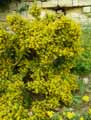 Anthyllis hermanniae