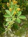 Argyrocytisus battandieri, Cytisus battandieri