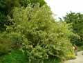 Fabaceae-Argyrocytisus-battandieri-Cytisus-battandieri-Genet-ananas.jpg
