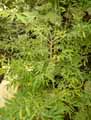 Fabaceae-Arthroclianthus-sp.-2-Arthroclianthus.jpg