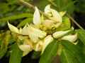 Arthroclianthus sp.