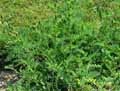 Astragalus cicer