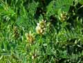 Astragalus cicer