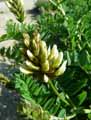 Astragalus cicer