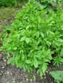 Baptisia australis