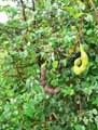 Bauhinia rufescens, Bauhinia adansoniana