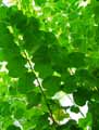 Bauhinia variegata