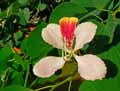Bauhinia variegata