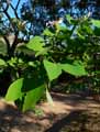 Bauhinia x madagarscariensis