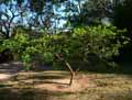 Bauhinia x madagarscariensis