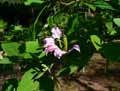 Bauhinia x madagarscariensis
