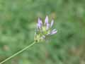 Biserrula pelecinus