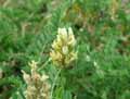 Biserrula pelecinus