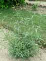 Fabaceae-Biserrula-pelecinus-Astragale-double-scie-Bisserule-en-forme-de-hache.jpg