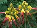 Caesalpinia giliesii