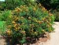 Caesalpinia giliesii