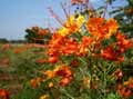 Caesalpinia pulcherrima