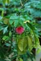 Calliandra emarginata