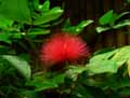 Calliandra emarginata
