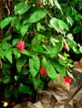 Calliandra emarginata