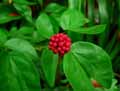 Calliandra emarginata