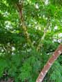 Calliandra haematocephala
