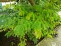 Calliandra surinamensis