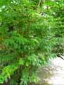 Calliandra surinamensis