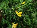 Caragana pygmaea