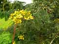 Cassia siamea, Senna siamea