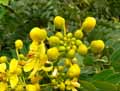 Cassia siamea, Senna siamea