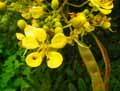 Cassia siamea, Senna siamea