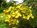 Cassia siamea, Senna siamea