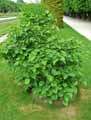 Cercis yunnanensis, Cercis glabra