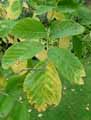 Cladrastis lutea, Cladrastis tinctoria