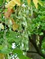 Cladrastis lutea, Cladrastis tinctoria